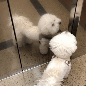 看比熊把电梯门当镜子照，还以为它是在臭美，可当门一开...-3.gif