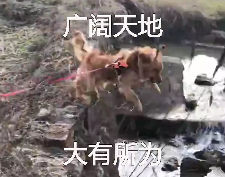 当城市的狗砸，回村里过年后...-1.jpeg