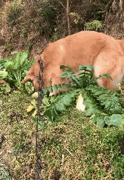 当城市的狗砸，回村里过年后...-3.gif