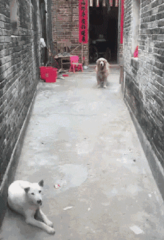 当城市的狗砸，回村里过年后...-4.gif