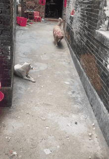 当城市的狗砸，回村里过年后...-5.gif