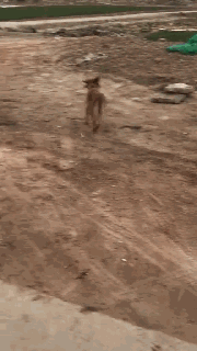 当城市的狗砸，回村里过年后...-7.gif