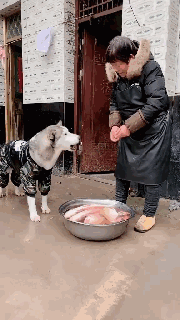当城市的狗砸，回村里过年后...-8.gif