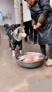 当城市的狗砸，回村里过年后...-9.gif