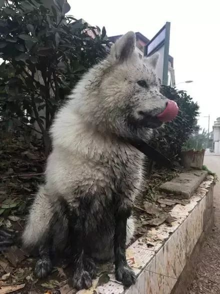 当城市的狗砸，回村里过年后...-12.jpeg