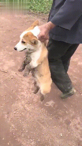 当城市的狗砸，回村里过年后...-11.gif