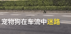 迷路小泰迪误入快车道，暖心路人接力守护！-1.gif