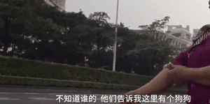迷路小泰迪误入快车道，暖心路人接力守护！-3.gif