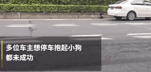 迷路小泰迪误入快车道，暖心路人接力守护！-2.gif