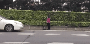 迷路小泰迪误入快车道，暖心路人接力守护！-5.gif