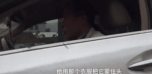 迷路小泰迪误入快车道，暖心路人接力守护！-6.gif