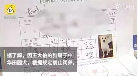 假如我是一只土狗，还会得到你的爱吗？-5.jpeg