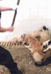 假如我是一只土狗，还会得到你的爱吗？-11.gif