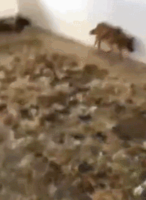 假如我是一只土狗，还会得到你的爱吗？-9.gif