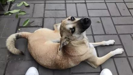 假如我是一只土狗，还会得到你的爱吗？-6.jpeg