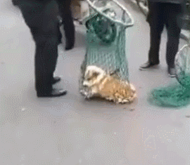 假如我是一只土狗，还会得到你的爱吗？-8.gif