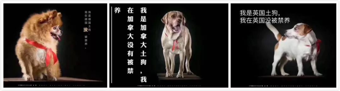 假如我是一只土狗，还会得到你的爱吗？-15.jpeg