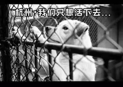 假如我是一只土狗，还会得到你的爱吗？-18.jpeg