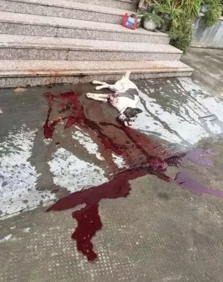 假如我是一只土狗，还会得到你的爱吗？-13.jpeg