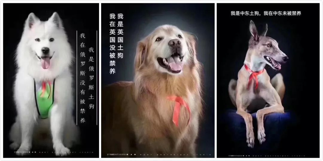 假如我是一只土狗，还会得到你的爱吗？-14.jpeg