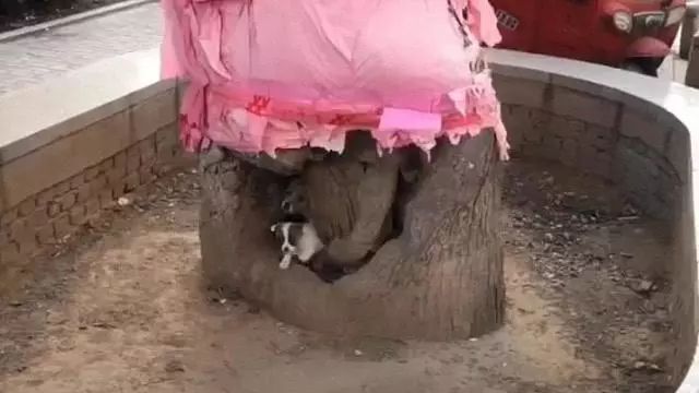 一个破树洞就是这群小奶狗的家，它们期盼的妈妈再也回不来了……-1.jpeg