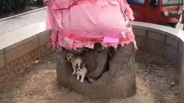 一个破树洞就是这群小奶狗的家，它们期盼的妈妈再也回不来了……-2.jpeg