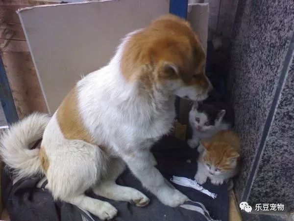 流浪狗被收养前，坚持要带着已去世同伴的孩子！母爱感人！-2.jpeg