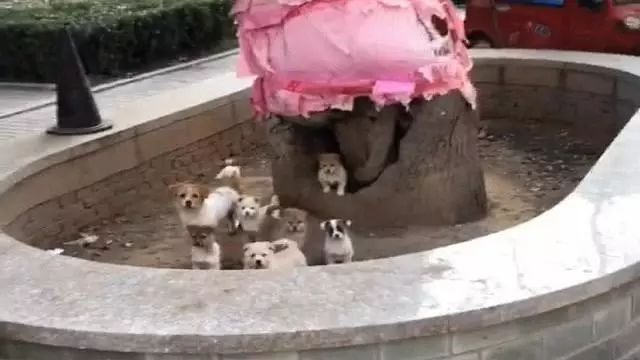 一个破树洞就是这群小奶狗的家，它们期盼的妈妈再也回不来了……-3.jpeg
