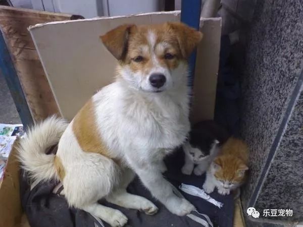 流浪狗被收养前，坚持要带着已去世同伴的孩子！母爱感人！-1.jpeg
