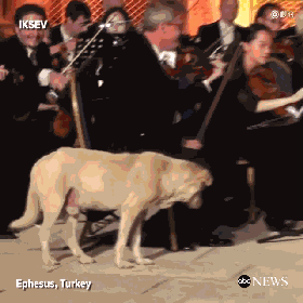 流浪狗无意中闯入了高端音乐会的舞台，全程观众起立鼓掌！-4.gif