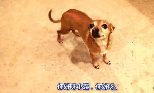 狗狗犯错后常有的几种行为，你家狗狗是哪种？-1.gif