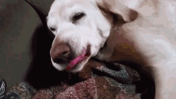 狗狗犯错后常有的几种行为，你家狗狗是哪种？-6.gif