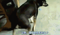 狗狗犯错后常有的几种行为，你家狗狗是哪种？-2.gif