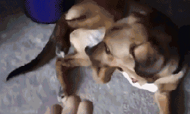 狗狗犯错后常有的几种行为，你家狗狗是哪种？-3.gif