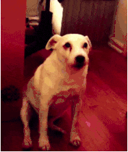 狗狗犯错后常有的几种行为，你家狗狗是哪种？-7.gif