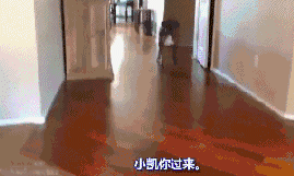狗狗犯错后常有的几种行为，你家狗狗是哪种？-11.gif