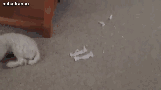狗狗犯错后常有的几种行为，你家狗狗是哪种？-9.gif