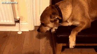 狗狗犯错后常有的几种行为，你家狗狗是哪种？-12.gif