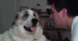 狗狗犯错后常有的几种行为，你家狗狗是哪种？-15.gif