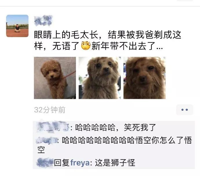 嫌眼睛上毛长，爸爸帮忙剃了个新发型，结果狗子气质都变了...-1.jpeg
