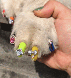 给狗子做了个美甲，可看这位顾客的表情，好像超级不满...-3.gif