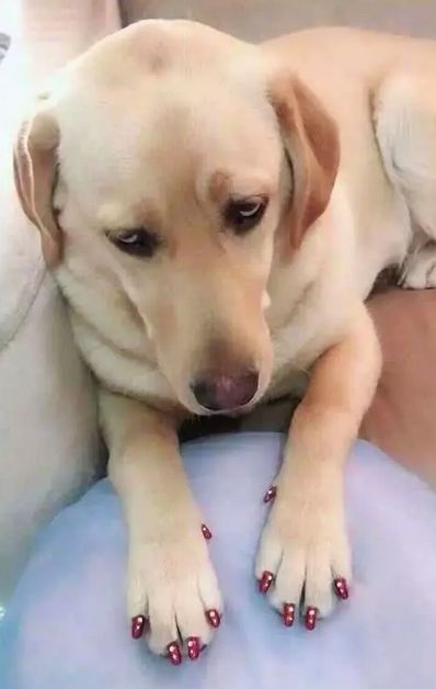 给狗子做了个美甲，可看这位顾客的表情，好像超级不满...-1.jpeg