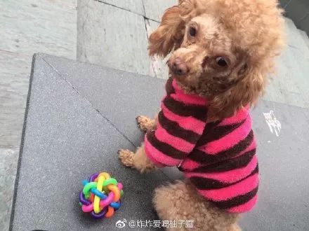 嫌眼睛上毛长，爸爸帮忙剃了个新发型，结果狗子气质都变了...-6.jpeg