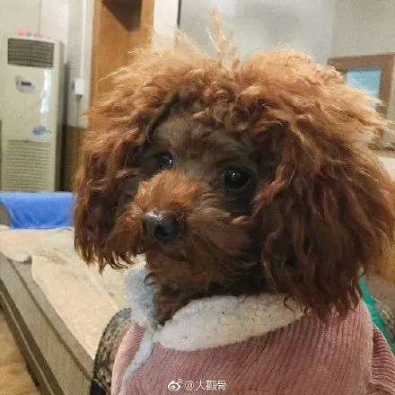 嫌眼睛上毛长，爸爸帮忙剃了个新发型，结果狗子气质都变了...-9.jpeg