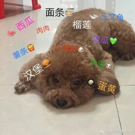 嫌眼睛上毛长，爸爸帮忙剃了个新发型，结果狗子气质都变了...-10.jpeg