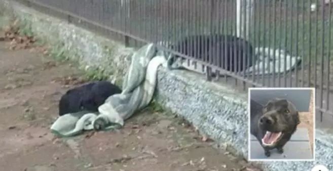 牧羊犬为保护羊群遇袭，小羊温柔靠近：谢谢你……-3.jpeg