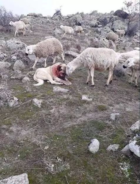 牧羊犬为保护羊群遇袭，小羊温柔靠近：谢谢你……-2.jpeg