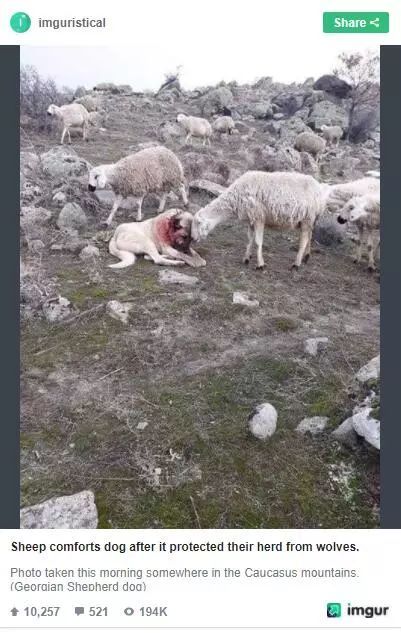 牧羊犬为保护羊群遇袭，小羊温柔靠近：谢谢你……-1.jpeg