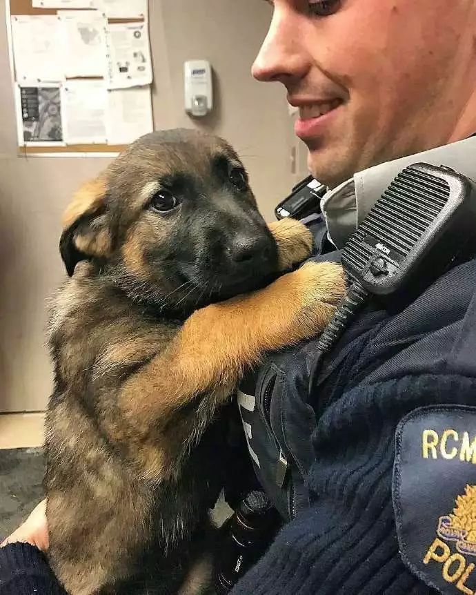 牧羊犬为保护羊群遇袭，小羊温柔靠近：谢谢你……-9.jpeg