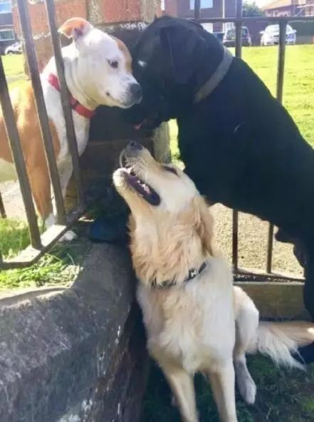 牧羊犬为保护羊群遇袭，小羊温柔靠近：谢谢你……-7.jpeg